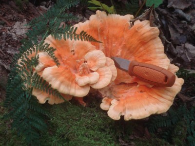 DSC07848.JPG
