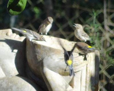 Finches and warblers