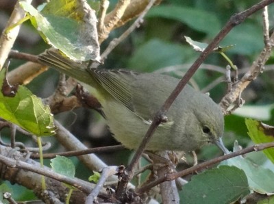 Ruby-crowned Kinglet