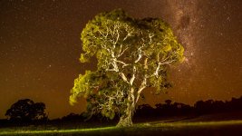 Gum Tree in Moonlight..jpg