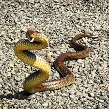Brown snake striking.jpg