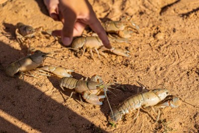 Yabby-1.jpg
