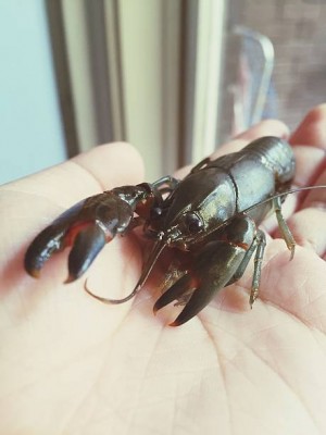 Yabby-2.jpg