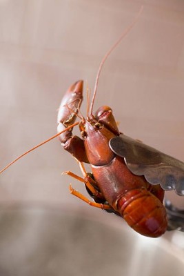 Yabby-3.jpg