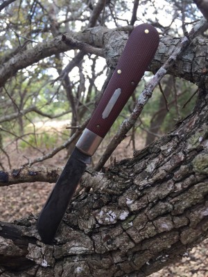 93 in a treee.jpg