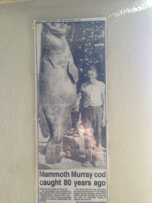 Old Murray Cod.png