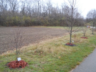 tree 1.JPG