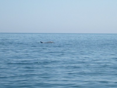 IMG_0774.JPG