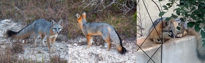 Fox Collage.jpg