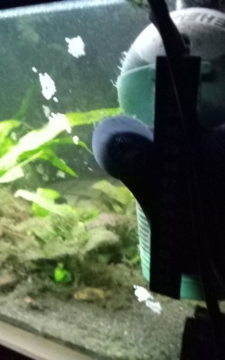 IMG_20201125_173406_722.jpg