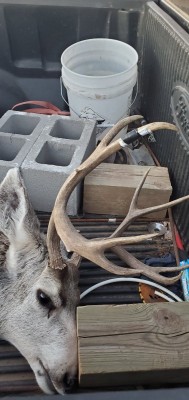 First deer