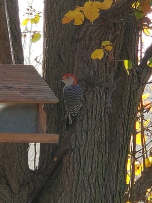 20201129_140903.jpg