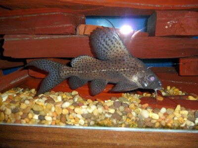 Synodontis Eupteris.jpg