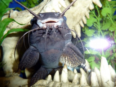 S. eupterus smile.jpg