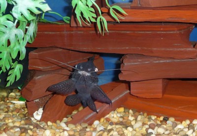Synodontis eupteris2.jpg