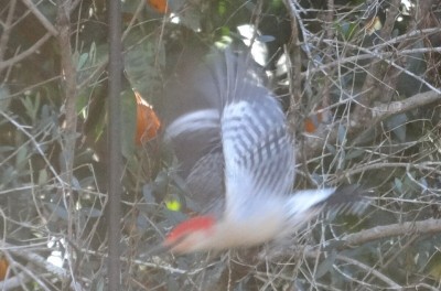 Red-bellied Woodpecker
