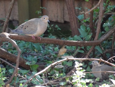 Doves