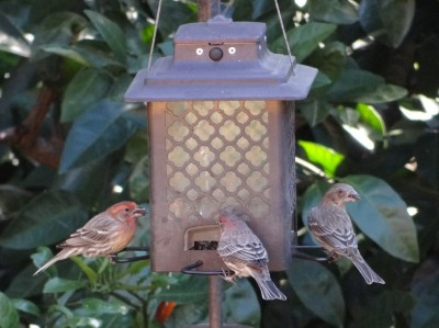 House Finches