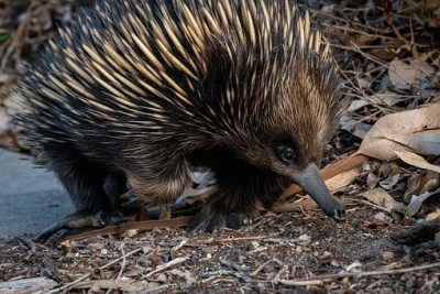 echidna-5525269__340.jpg