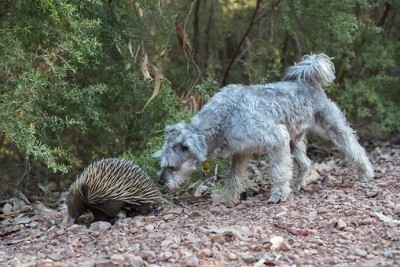 Echidna and dog.jpg