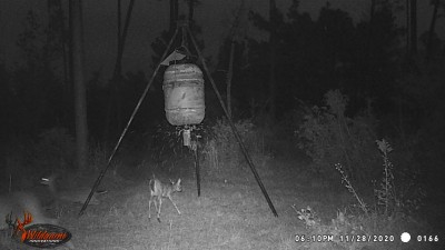 Feeder going off, critters waiting.