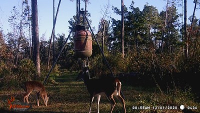 We still have spotted fawns as the rut is so late in this part of Florida.