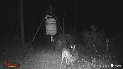 A fawn getting a little snack.