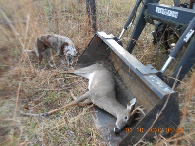 In the loader bucket.