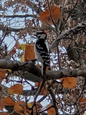 20201208_190115.jpg