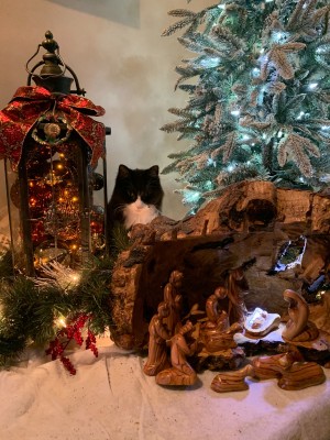 Run Joseph and Mary, Herod’s giant cat is hunting baby Jesus.