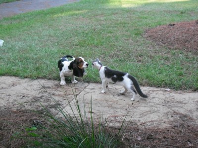 Baxter as a young pup