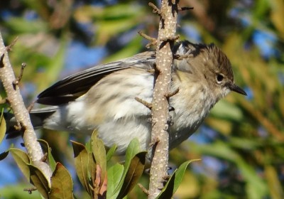 Yellow Rumped Warbler