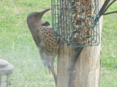 Common Flicker