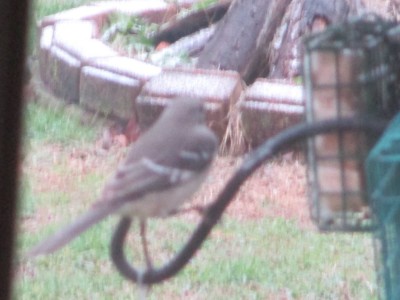 Mockingbird
