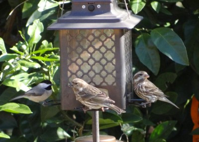 Feeder