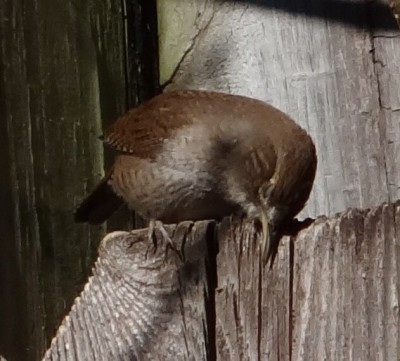 House Wren