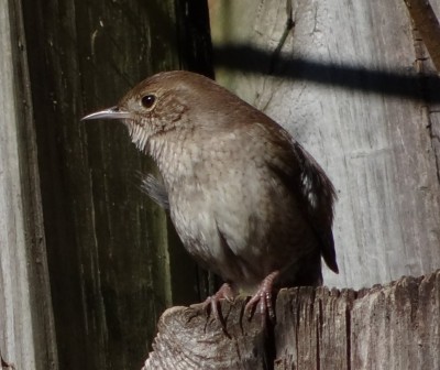 House Wren