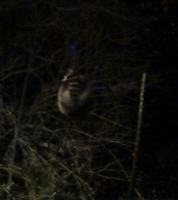 Whippoorwill?