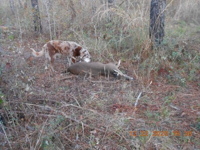 Flossie found her deer.