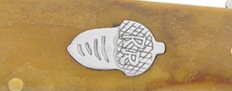 Acorn