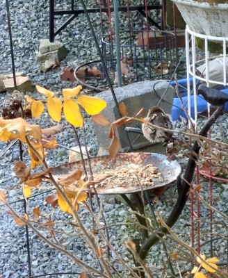 20201225_072203.jpg