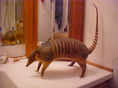 Dillo2.JPG