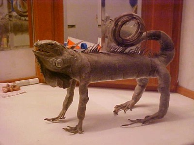 Iguana3.JPG