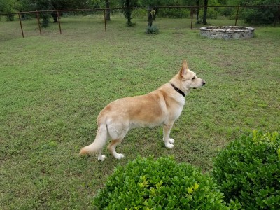 Joshka 4.5 yrs old - 2020.jpg