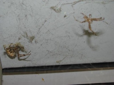 Pair o' Spiders.JPG