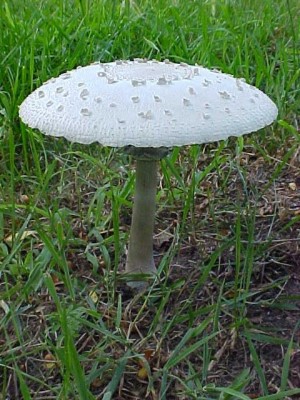 GrasshopperUmbrella.JPG