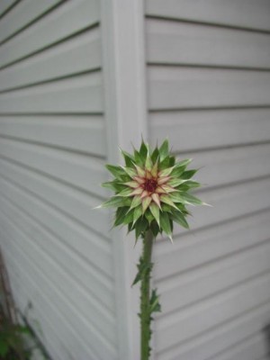 Thistle8.JPG