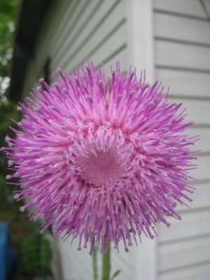 Thistle9.JPG