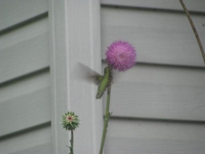 Hummingbird3.JPG