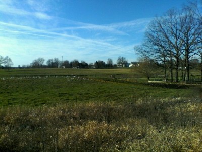 A Field of Cranes.JPG